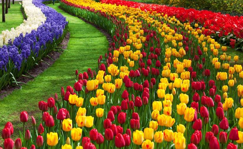 How to reach tulip garden kashmir