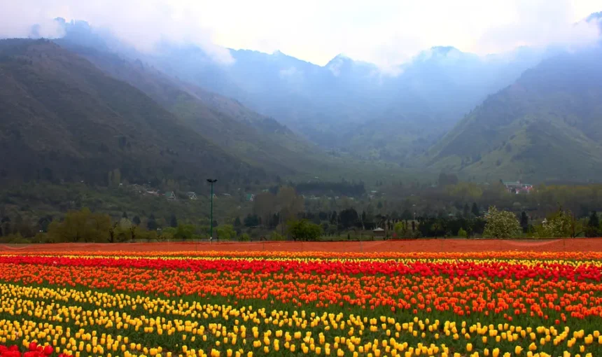 Kashmir Tulip Festival – A Celebration of Nature’s Beauty