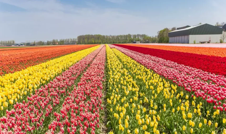 Opening Dates of the Kashmir Tulip Festival 2023 Announced