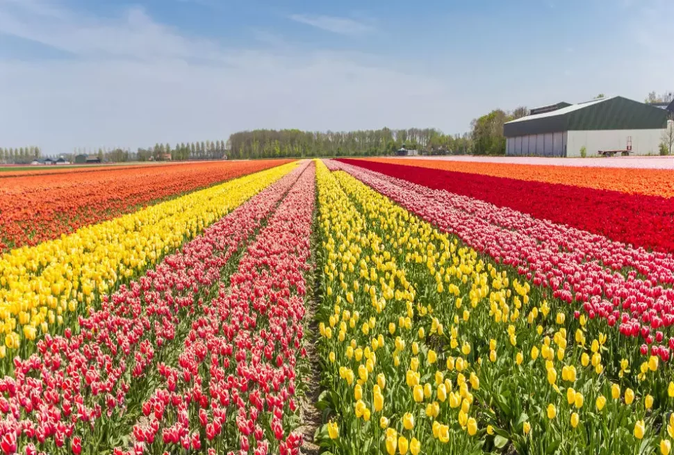Opening Dates of the Kashmir Tulip Festival 2023