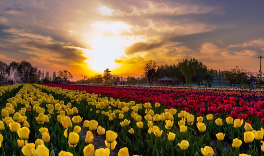 Kashmir Tulip garden 2023 opening dates