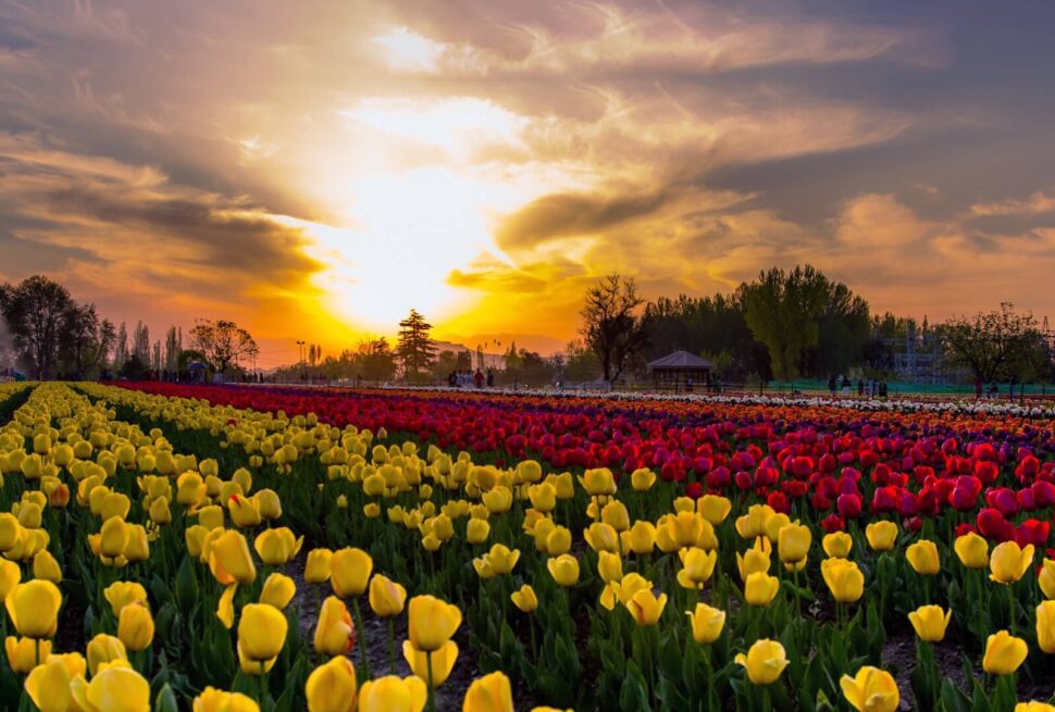 kashmir tulip garden festival 2023