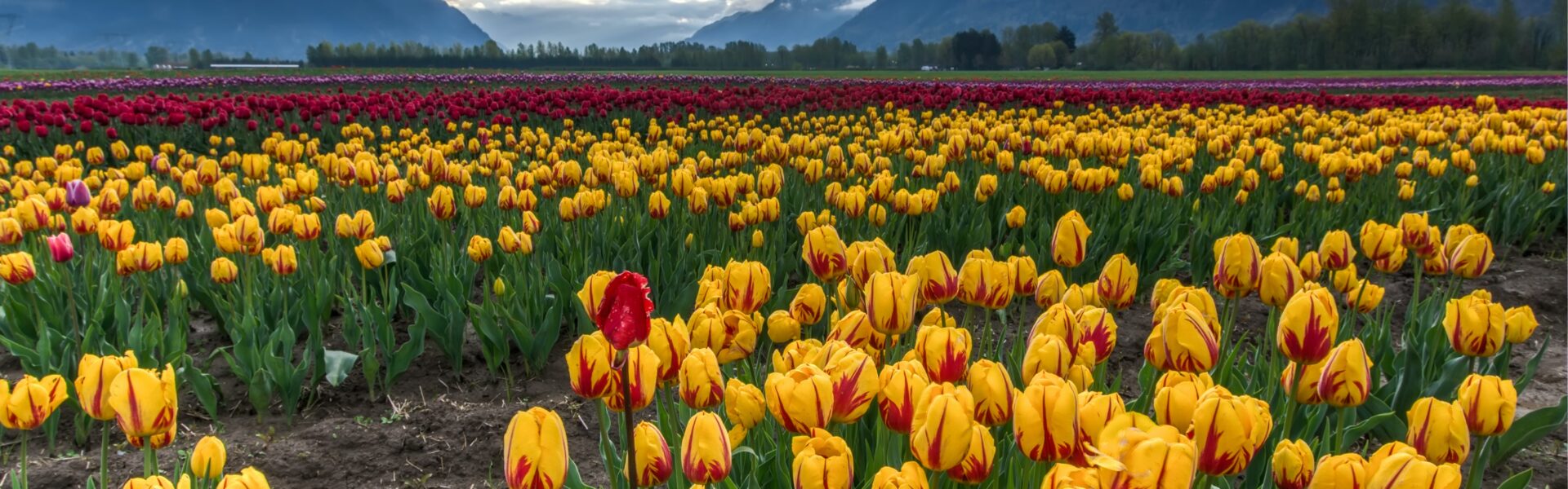 Kashmir Tour Packages Gandhi Memorial Tulip Garden