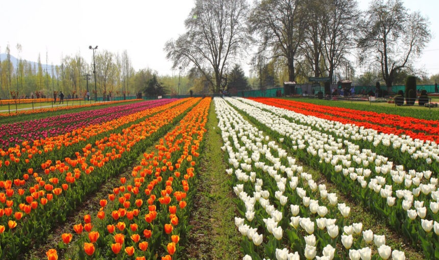 Kashmir Tulip Garden Festival 2023: Dates, Location, and Highlights
