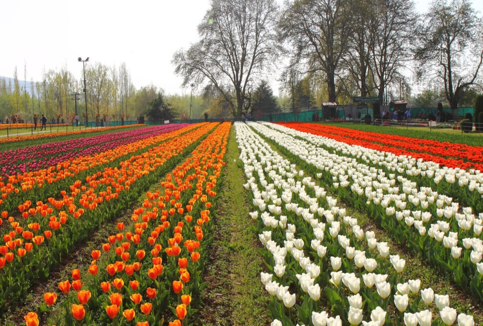tulip garden kashmir 2023