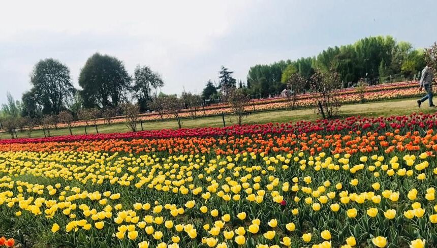 Explore the Stunning Beauty of Kashmir Tulip Garden: History, Events, and Tips
