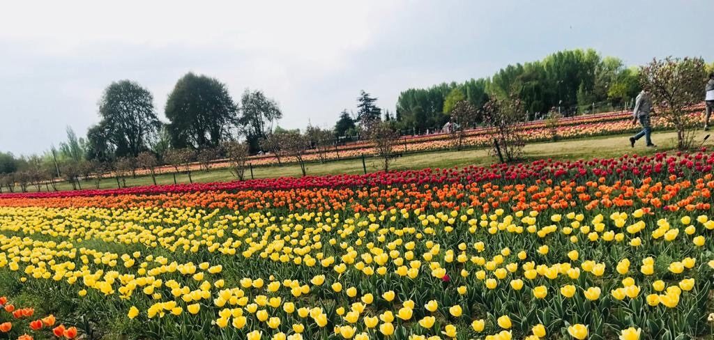 Kashmir Tulip Garden