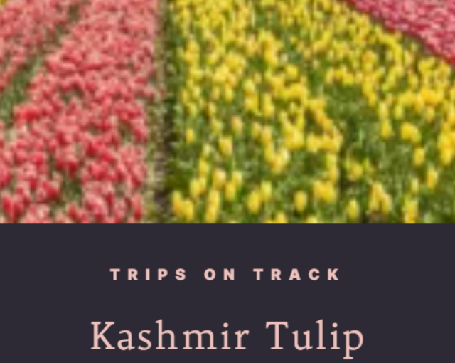 Day Trip to Kashmir Tulip Garden 2024 – A Traveler’s Guide
