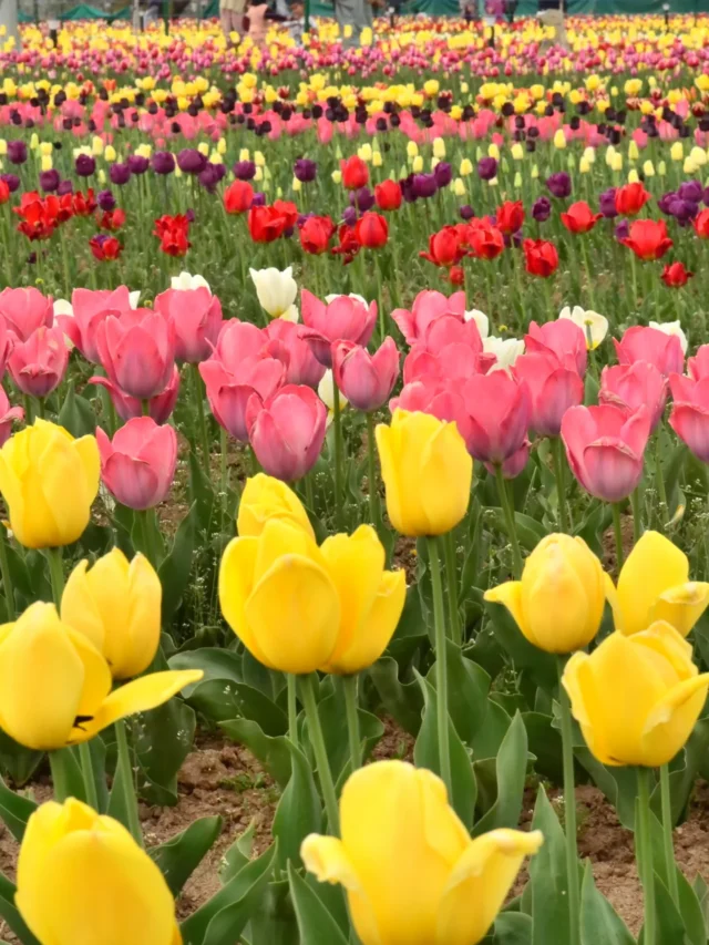Kashmir Tulip Garden Set To Welcome Tourist from 23 March 2024